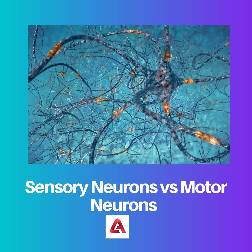 Sensorische neuronen versus motorneuronen