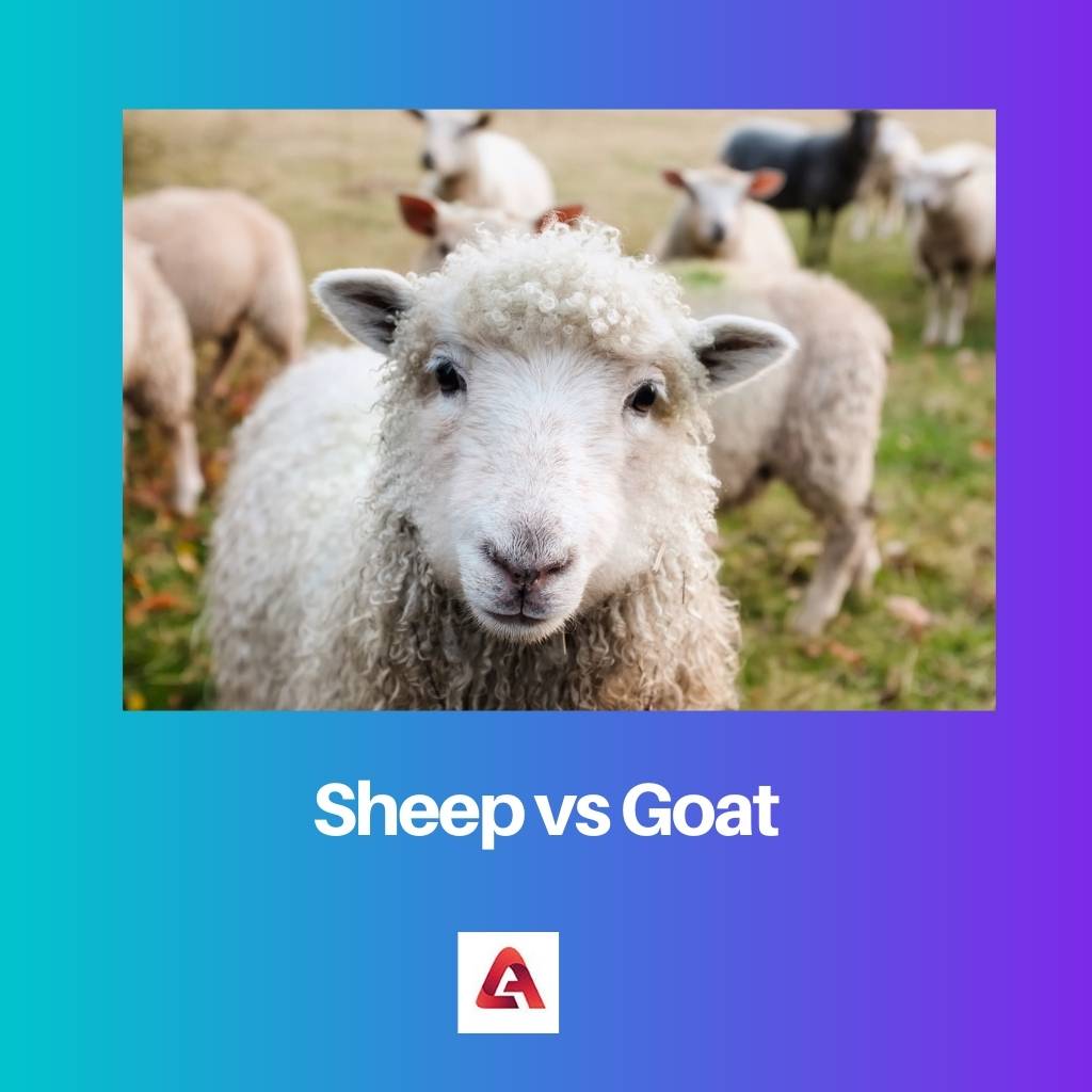Sheep vs Goat