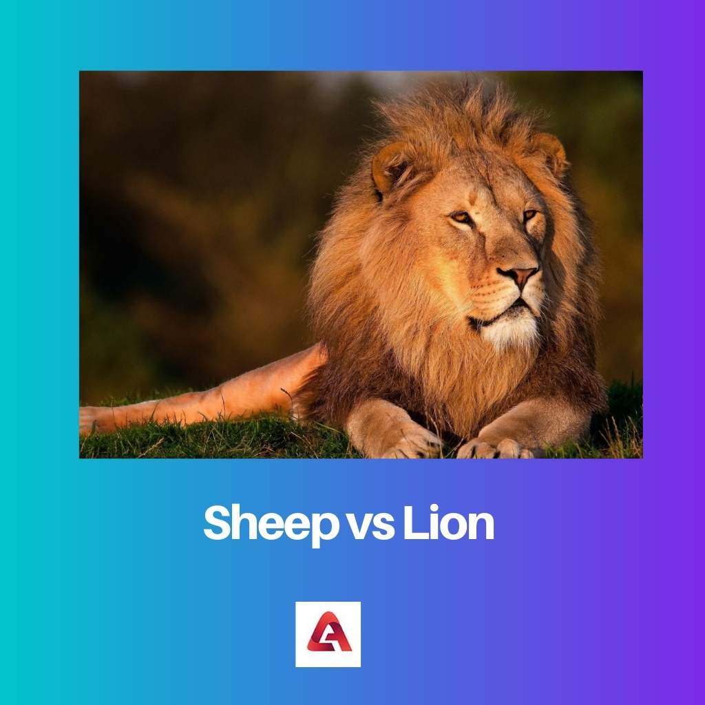 Cừu vs Sư tử