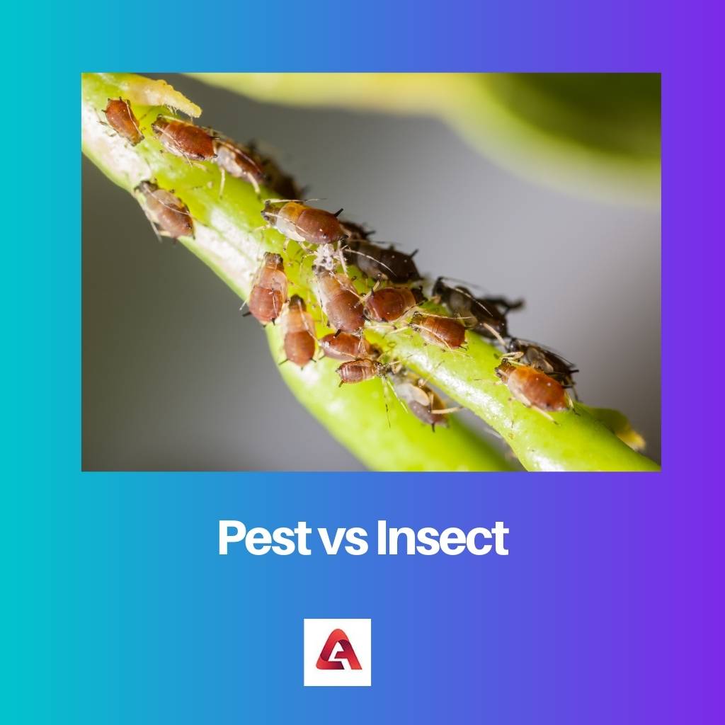应该vs害虫vs InsectBe