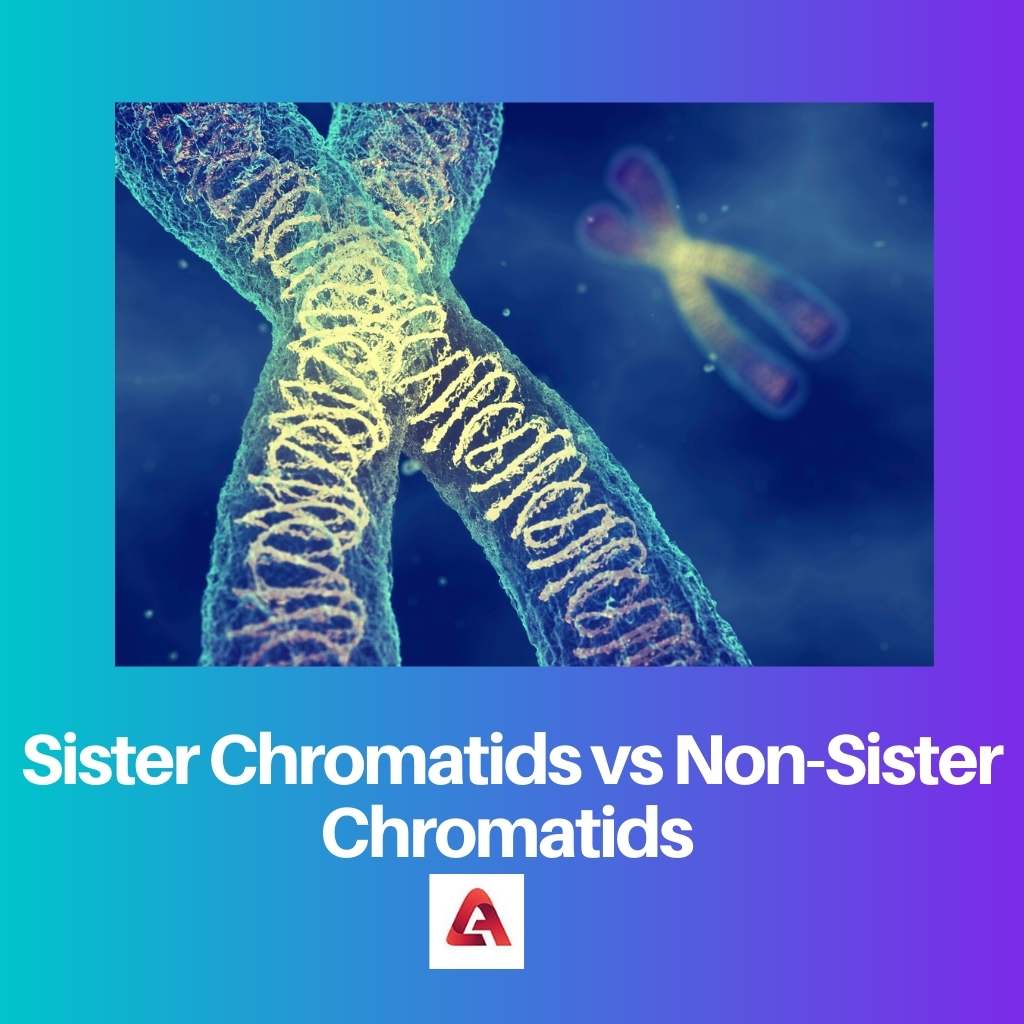 Sister Chromatids vs Non Sister Chromatids