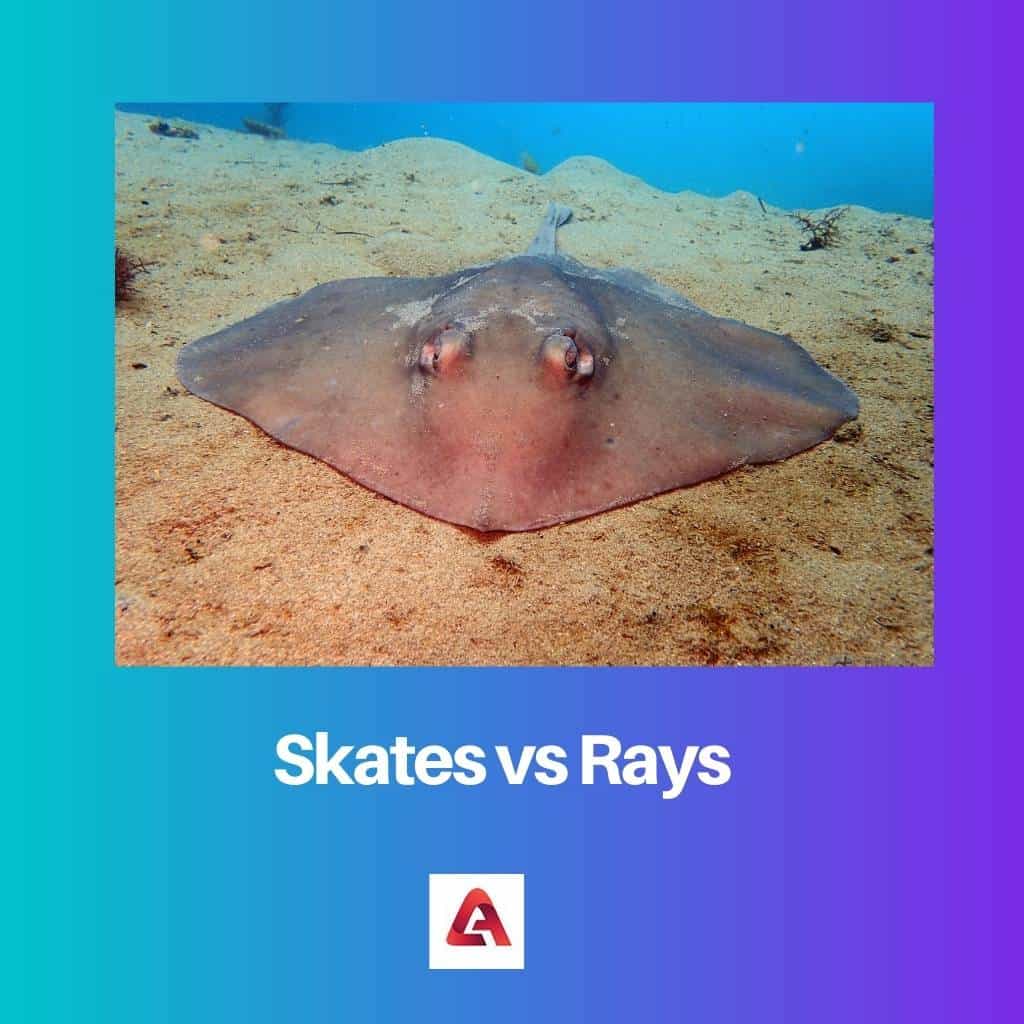 Skates Vs Rays Difference And Comparison