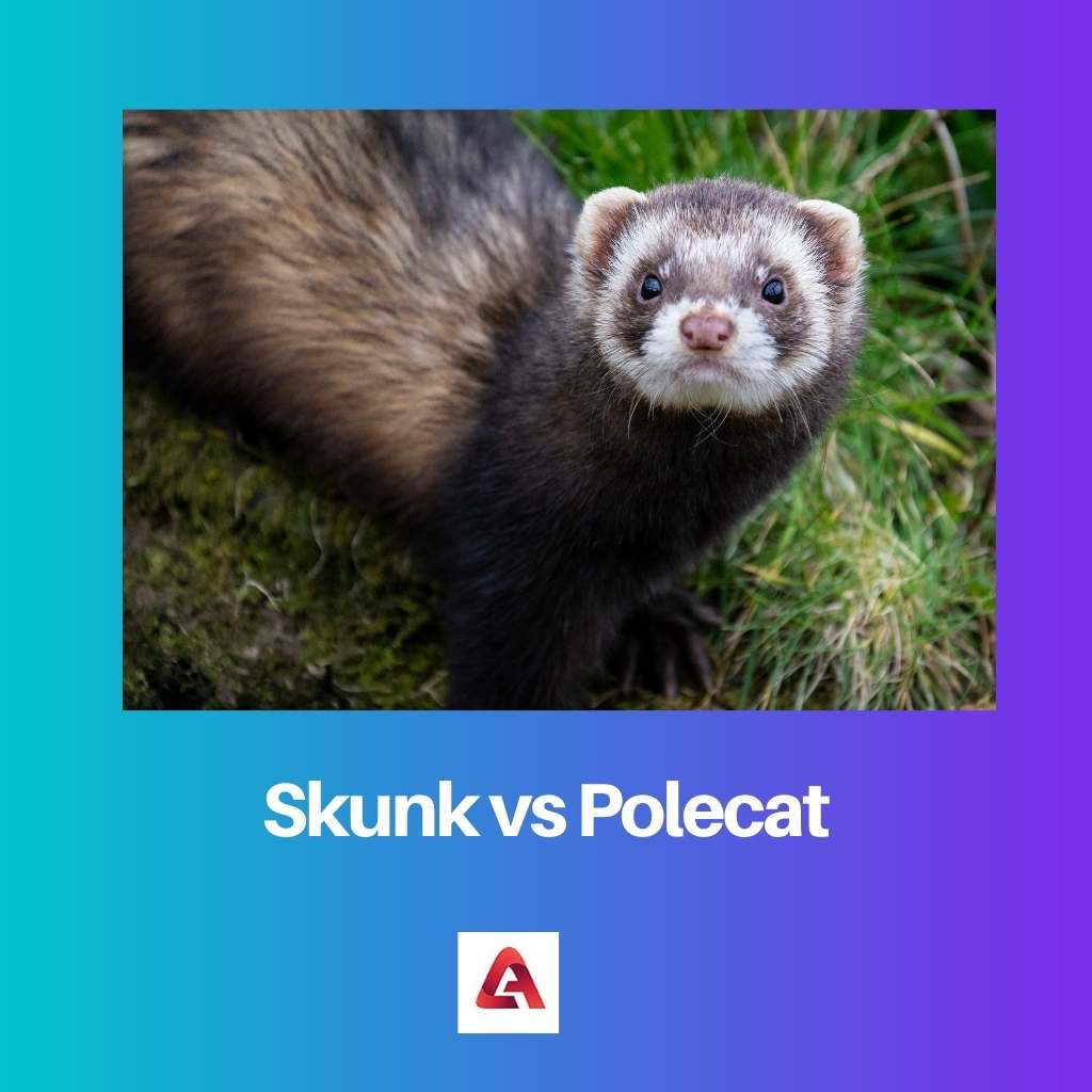 Skunk vs Bunzing