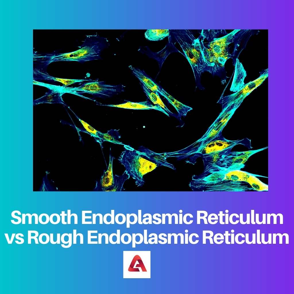 Glatki endoplazmatski retikulum u odnosu na hrapavi endoplazmatski retikulum