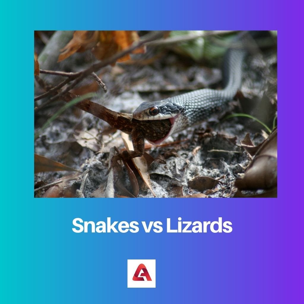 Slangen versus hagedissen