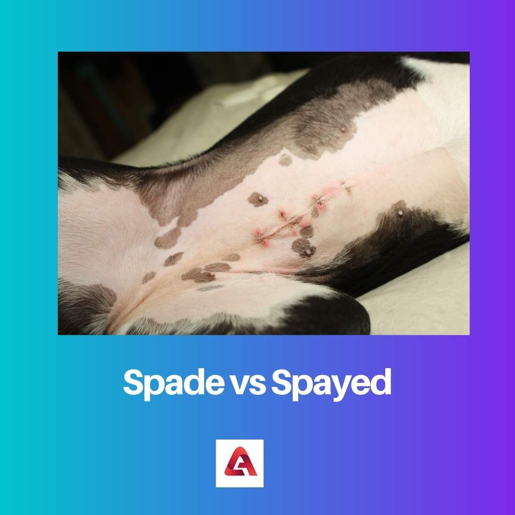 Spade vs Spayed