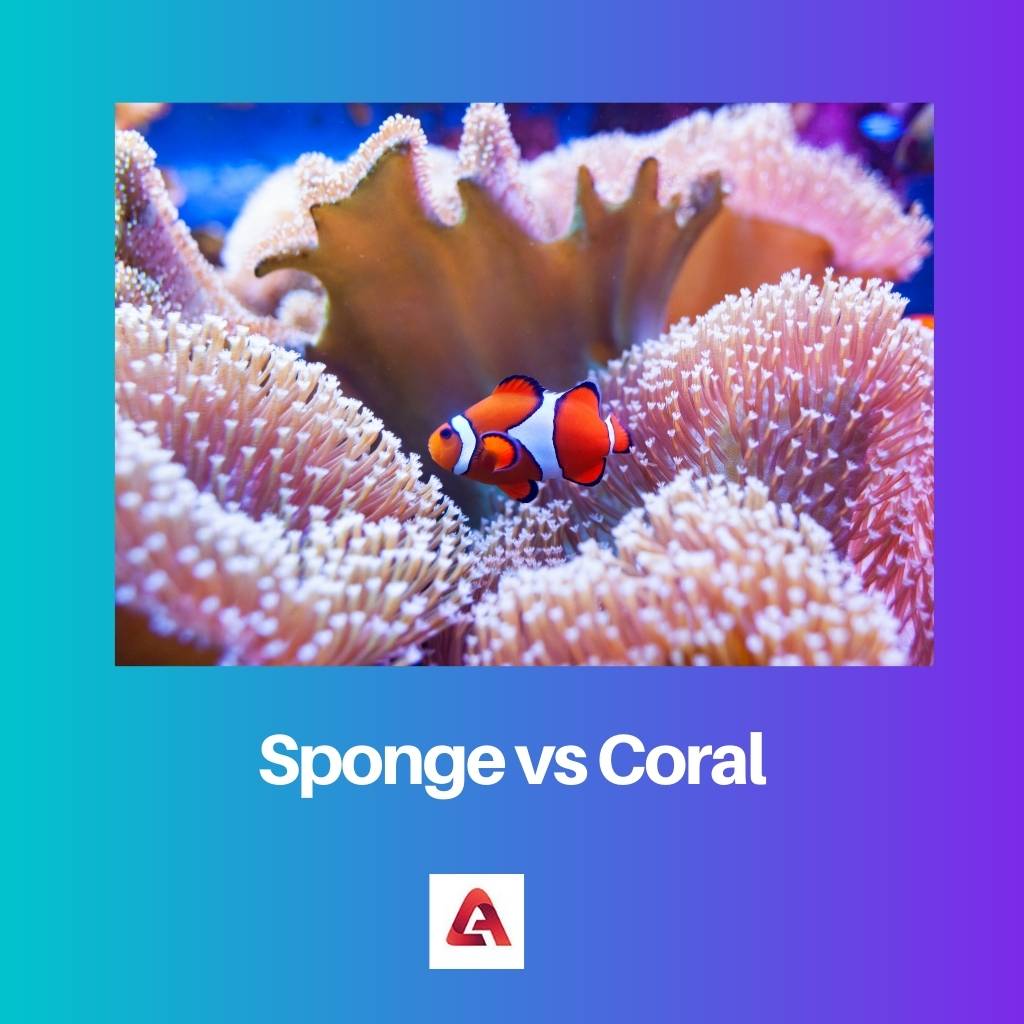 Губка против коралла