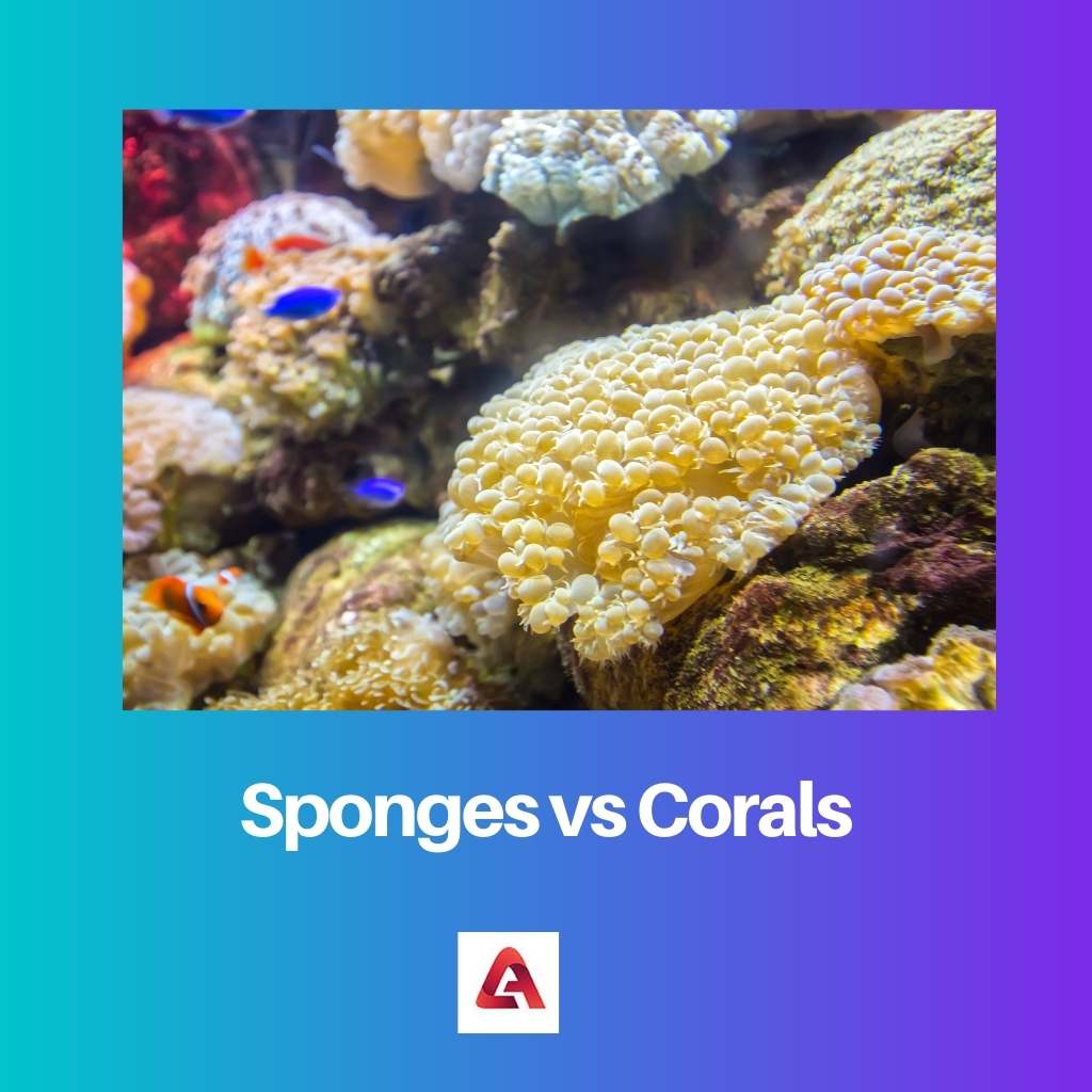 Spugne contro coralli