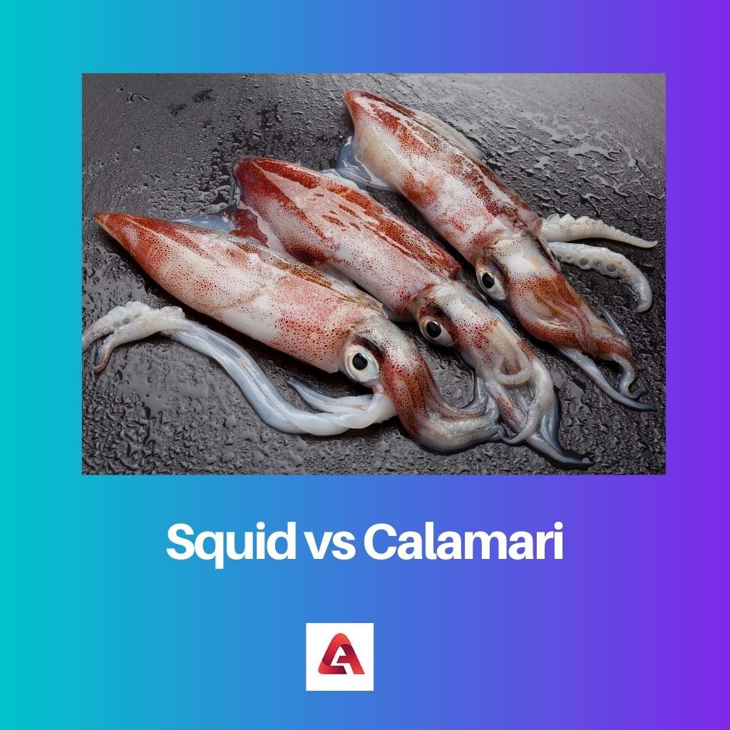 Squid vs Calamari