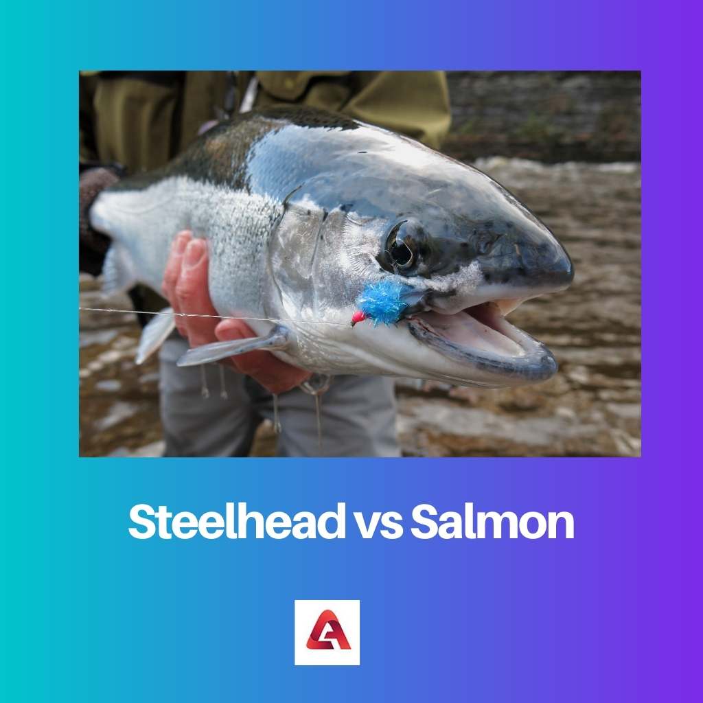 Steelhead vs Salmão