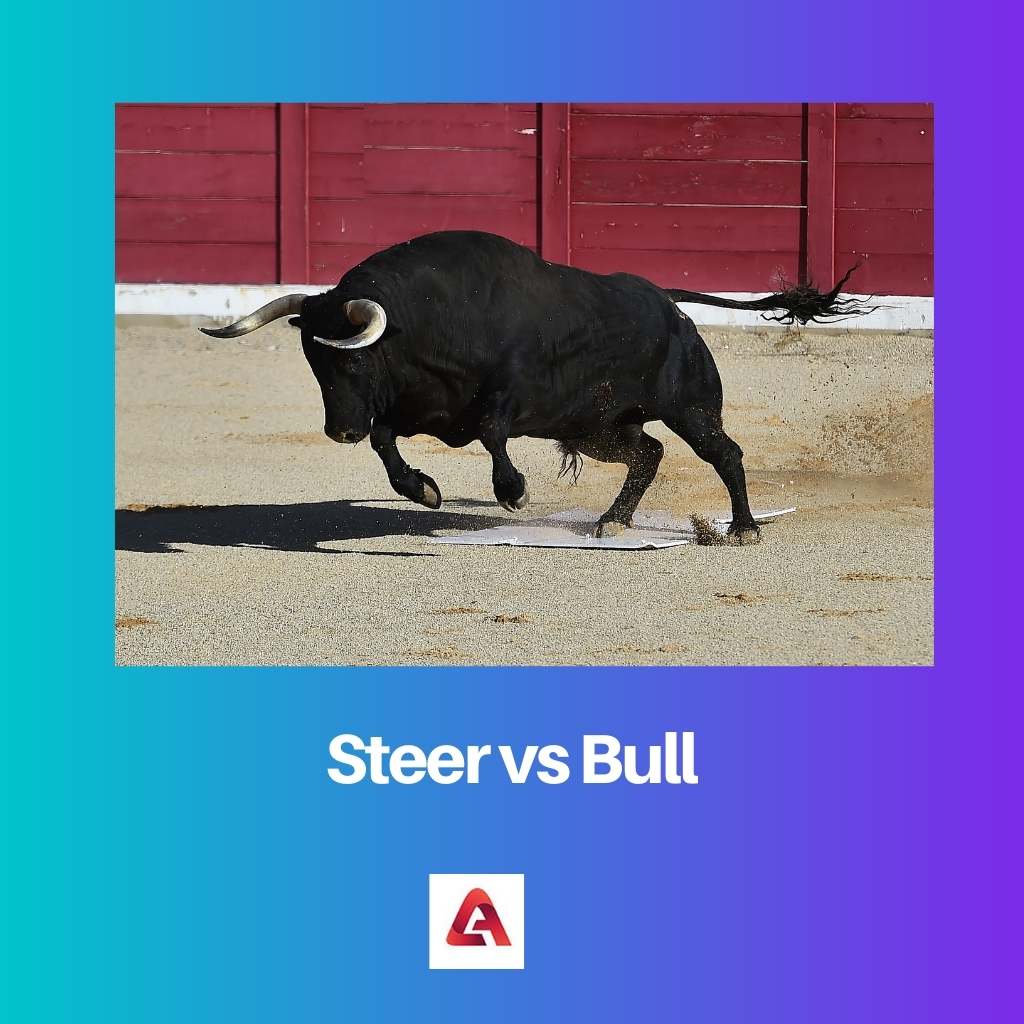 Steer vs Bull