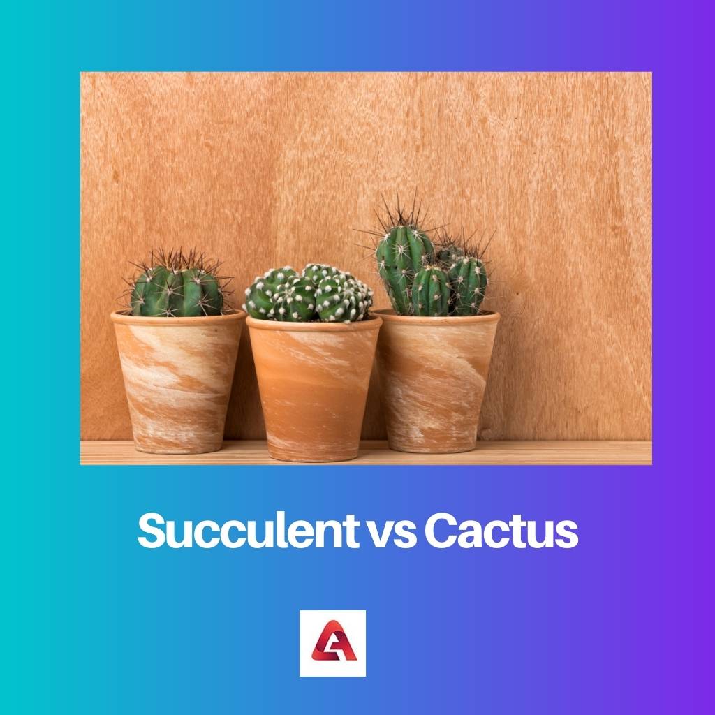 Succulent vs Cactus