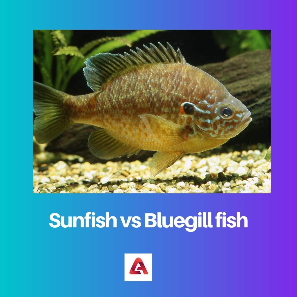 Peixe-lua vs peixe Bluegill