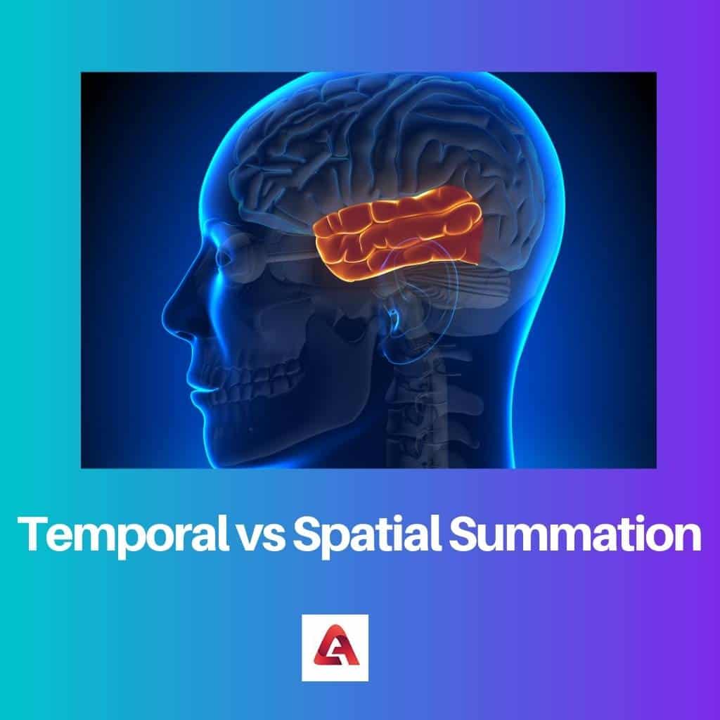 Sommation temporelle vs spatiale