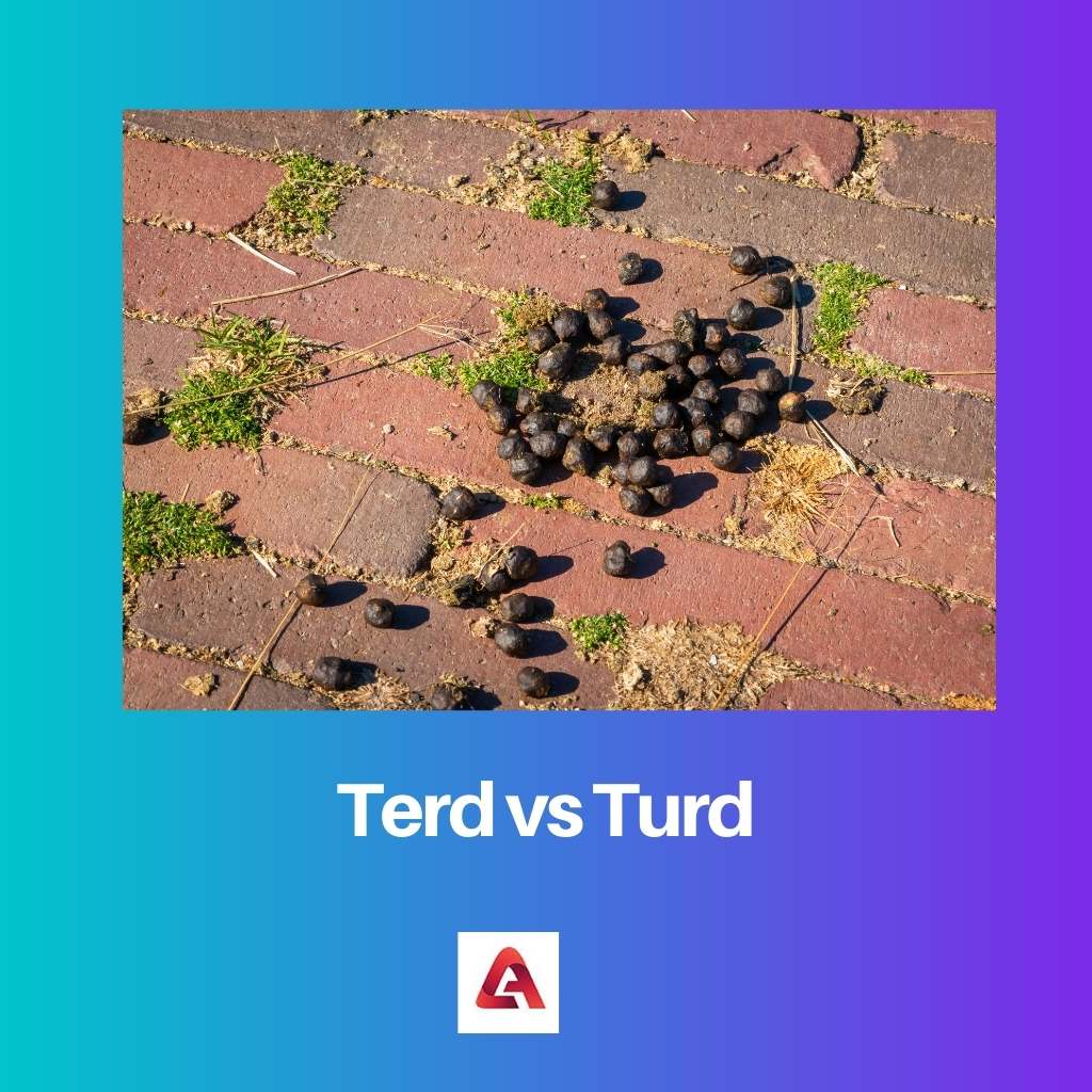 Terd مقابل Turd