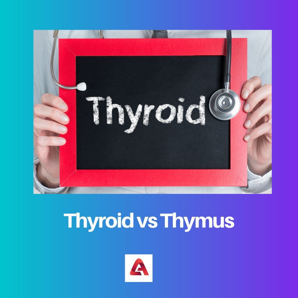 Schilddrüse gegen Thymus