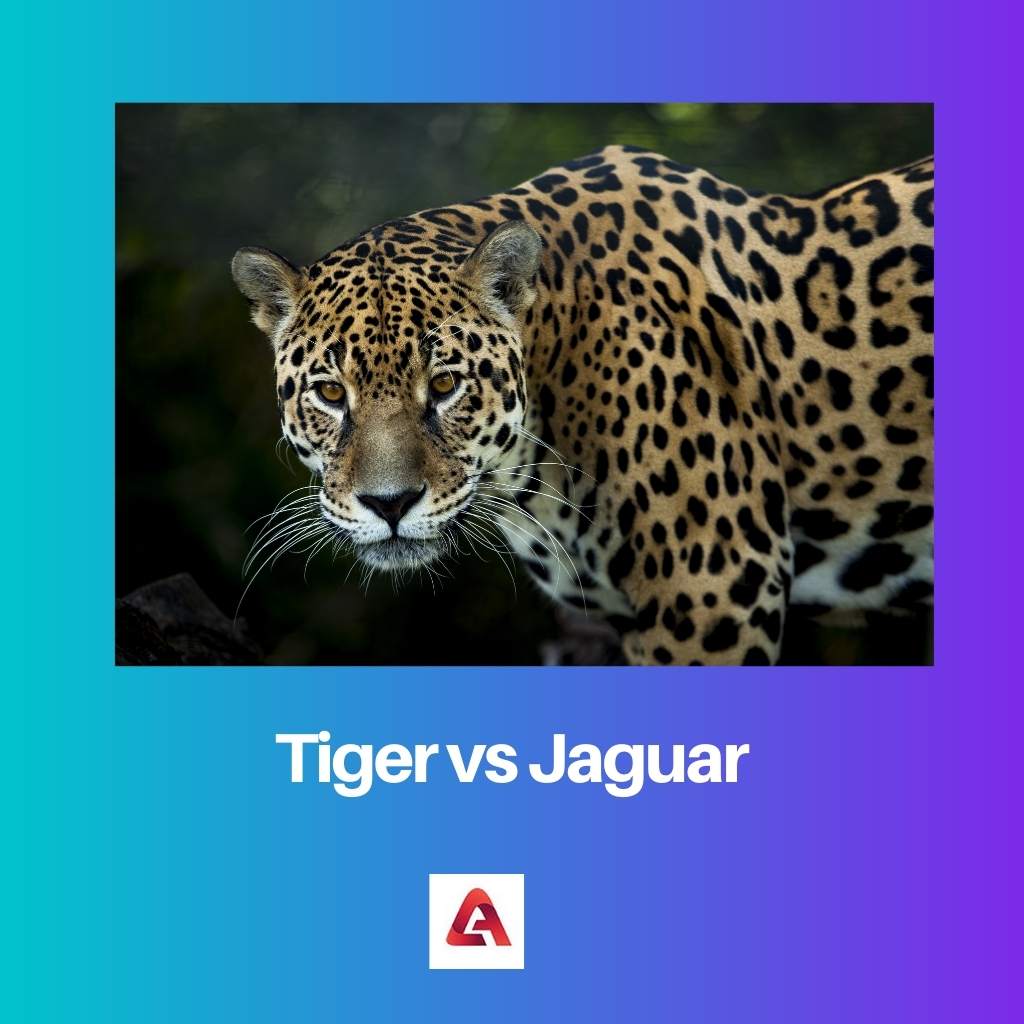 Tijger versus Jaguar