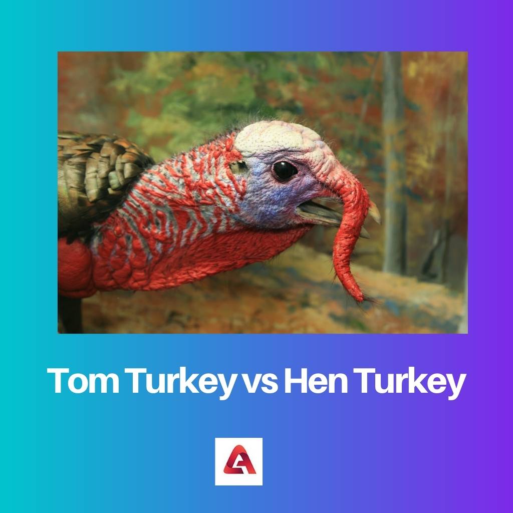 टॉम तुर्की बनाम मुर्गी तुर्की
