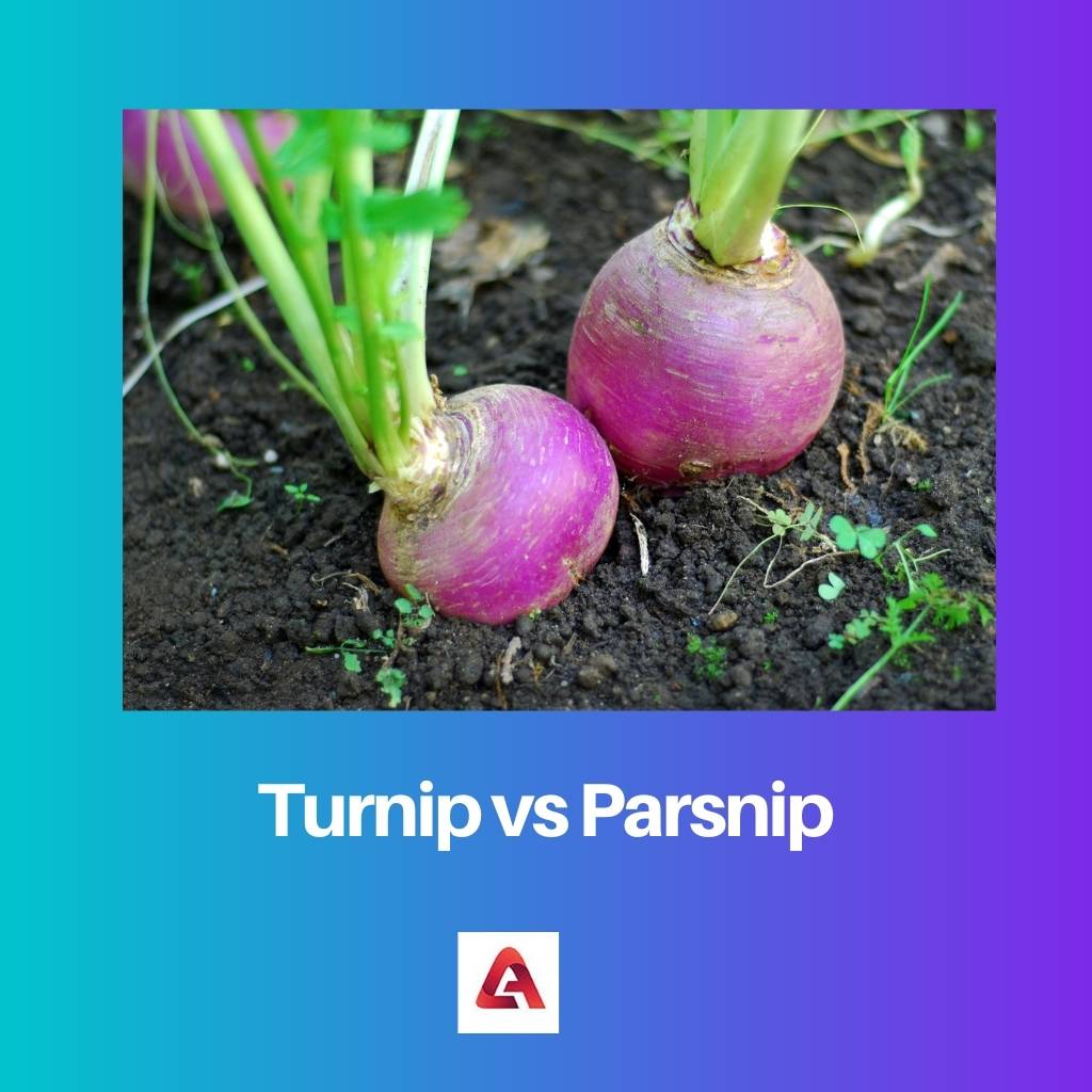 Turnip vs Parsnip