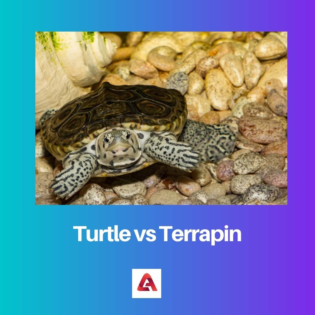 Turtle vs Terrapin