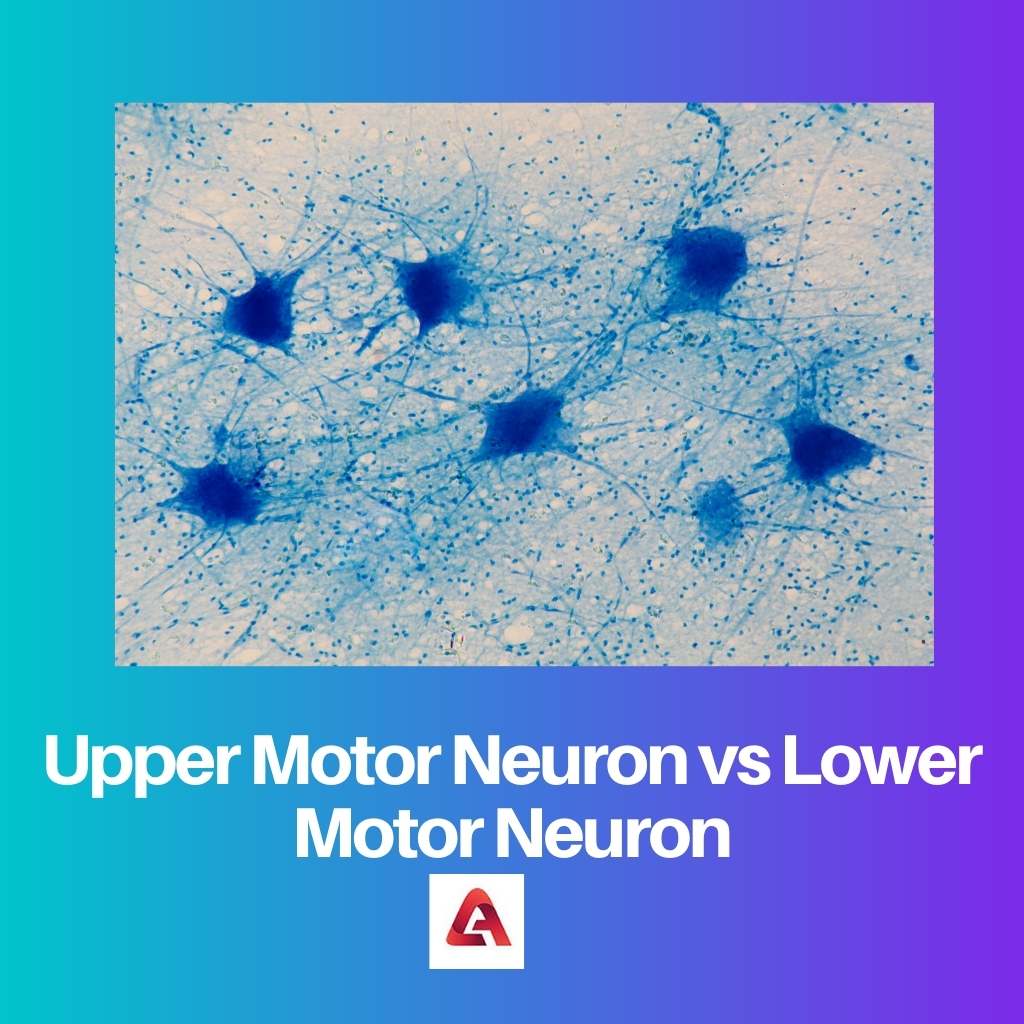 Neurona motora superior vs Neurona motora inferior