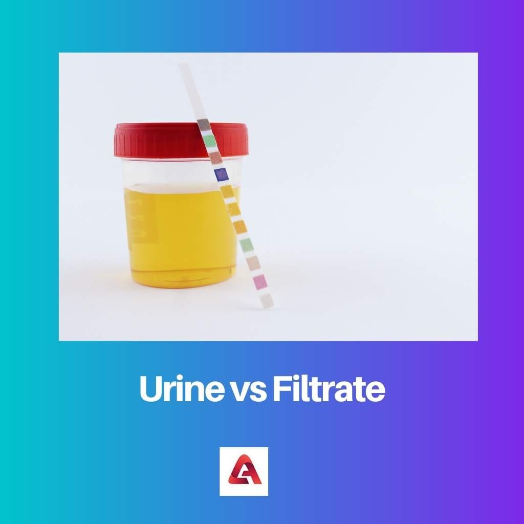 Urine vs Filtrate