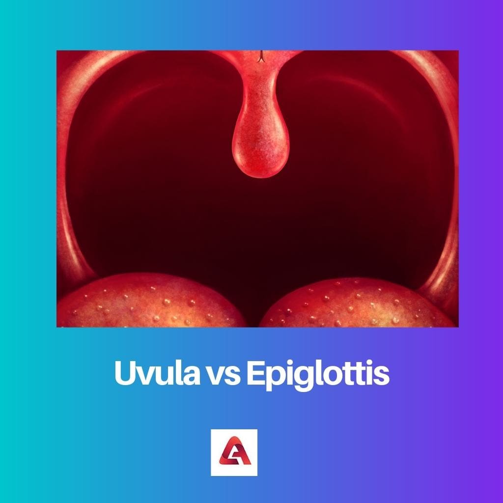 Luette vs épiglotte