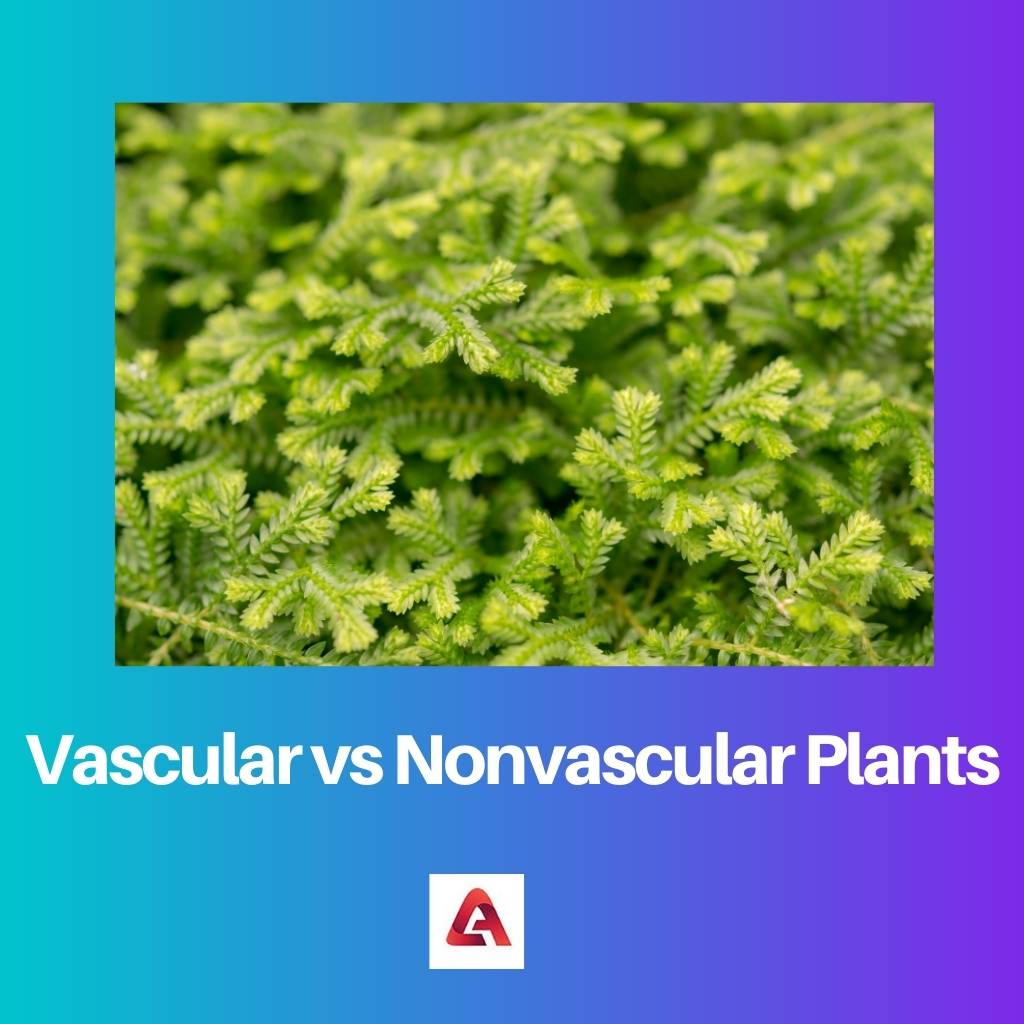 Vascular vs Nonvascular Plants