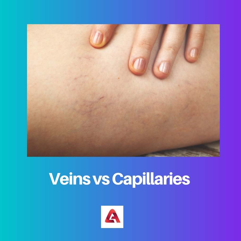 Venas vs Capilares