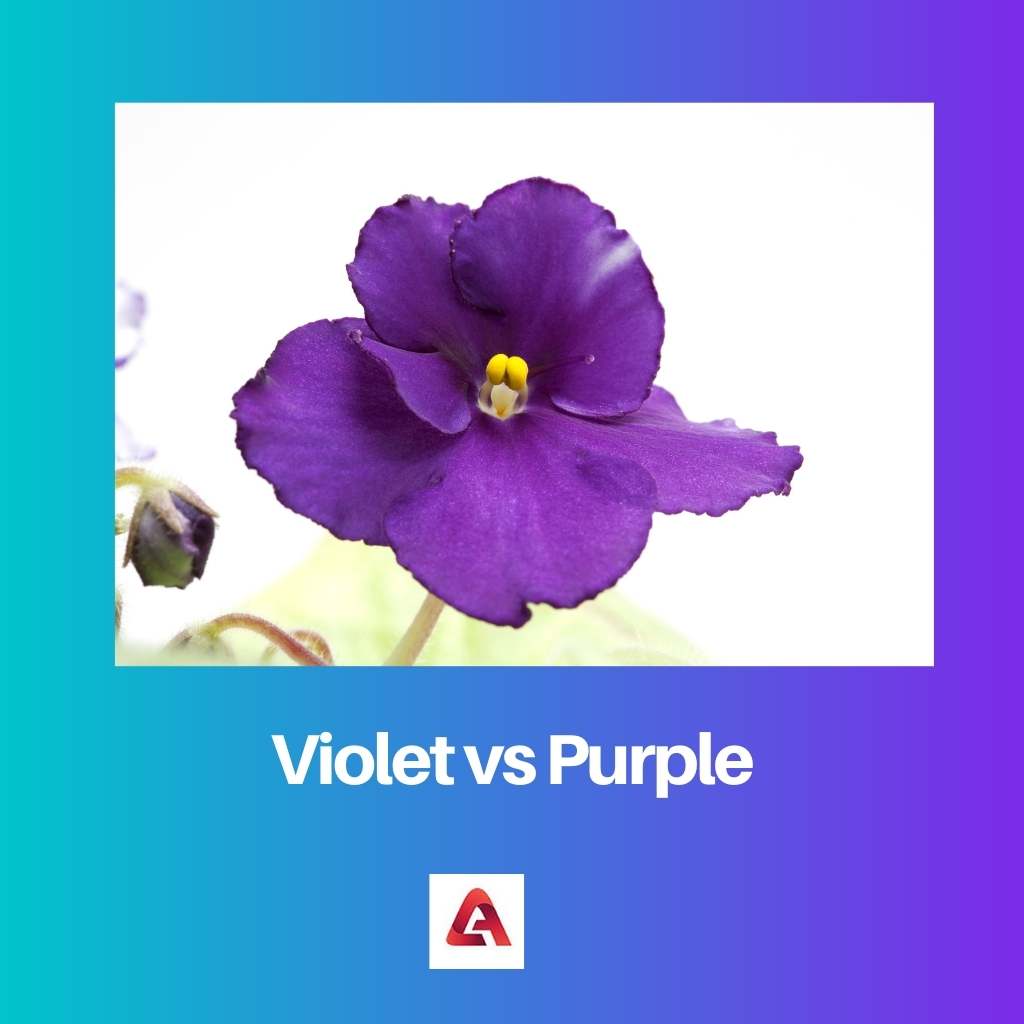 Violetne vs lilla