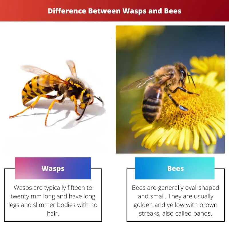 Vespe contro api - Differenza tra vespe e api