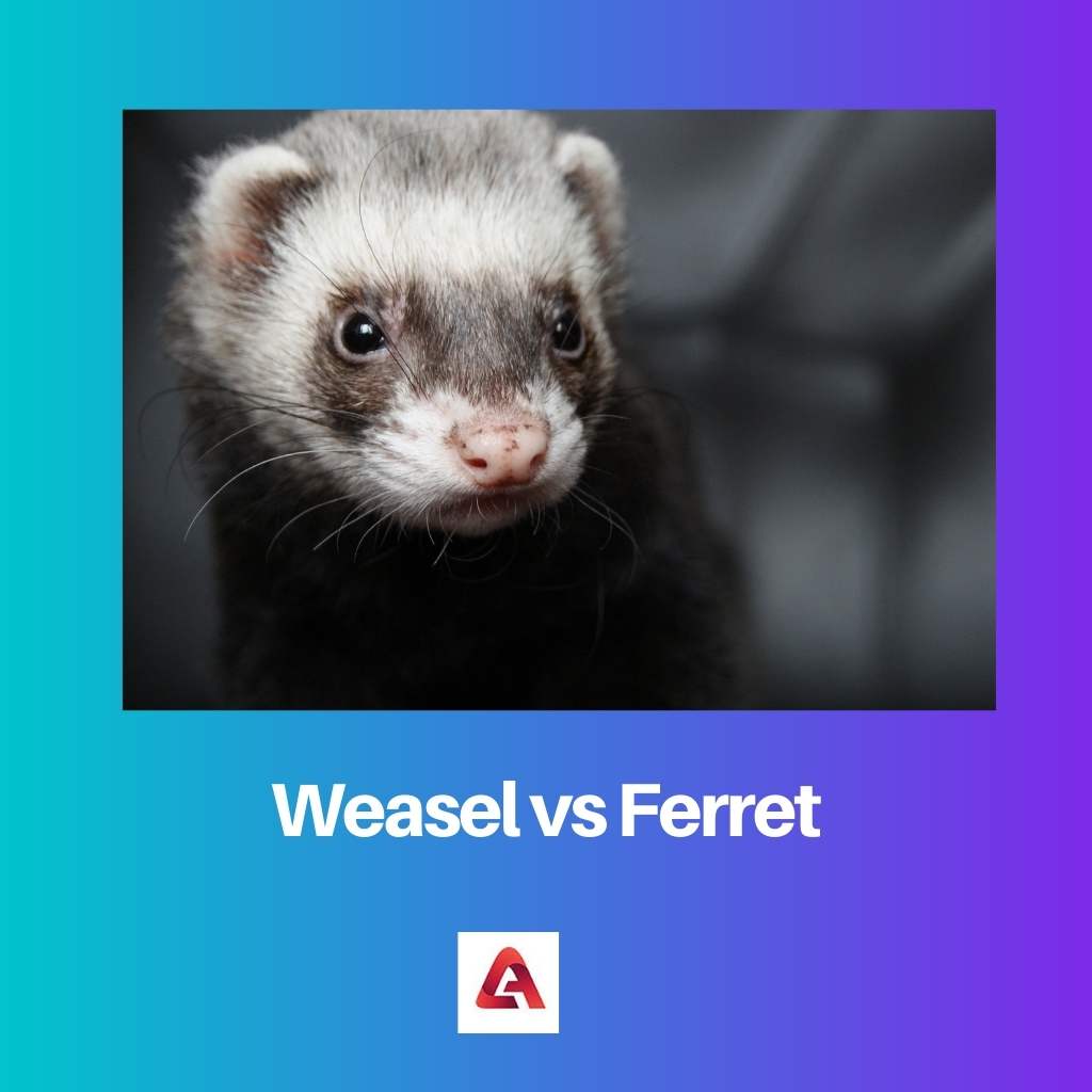 Weasel vs Ferret