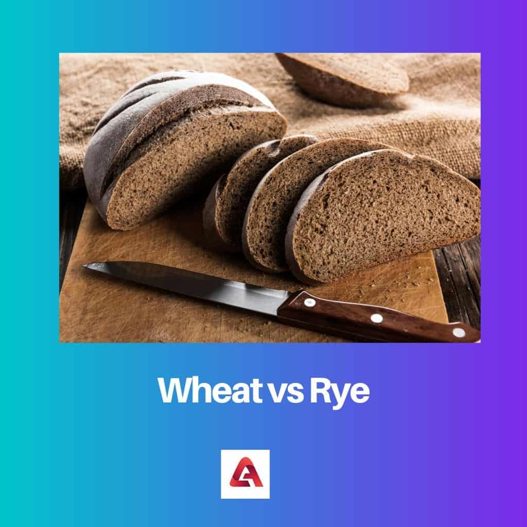 difference-between-wheat-and-rye