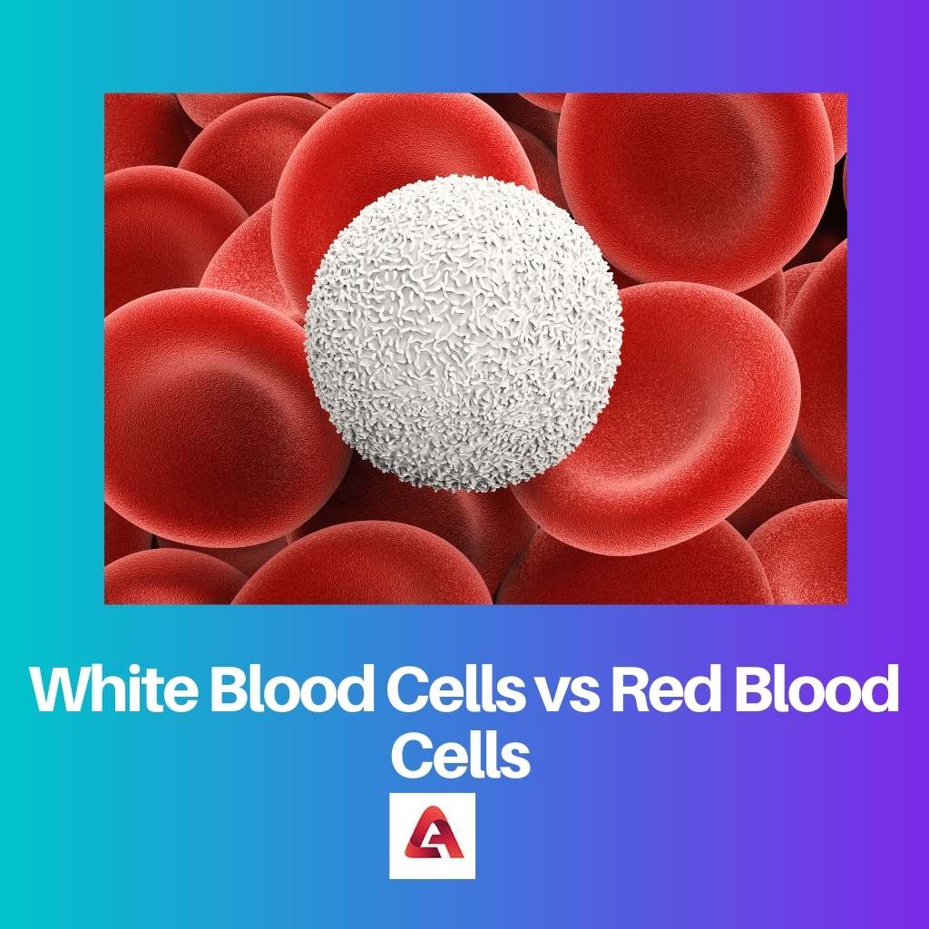 White Blood Cells vs Red Blood Cells