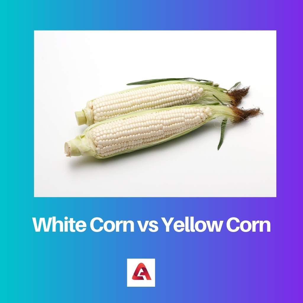 Белая кукуруза против желтой кукурузы