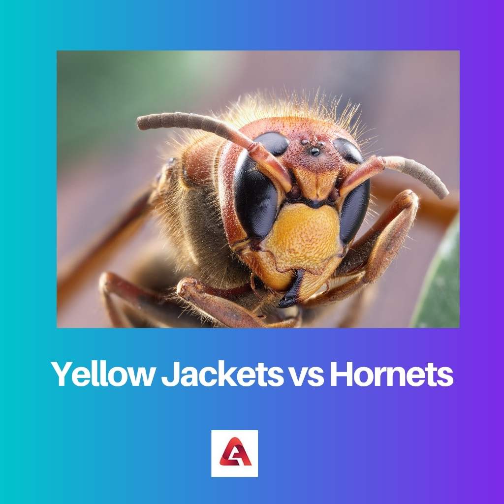 Yellow Jackets protiv Hornetsa