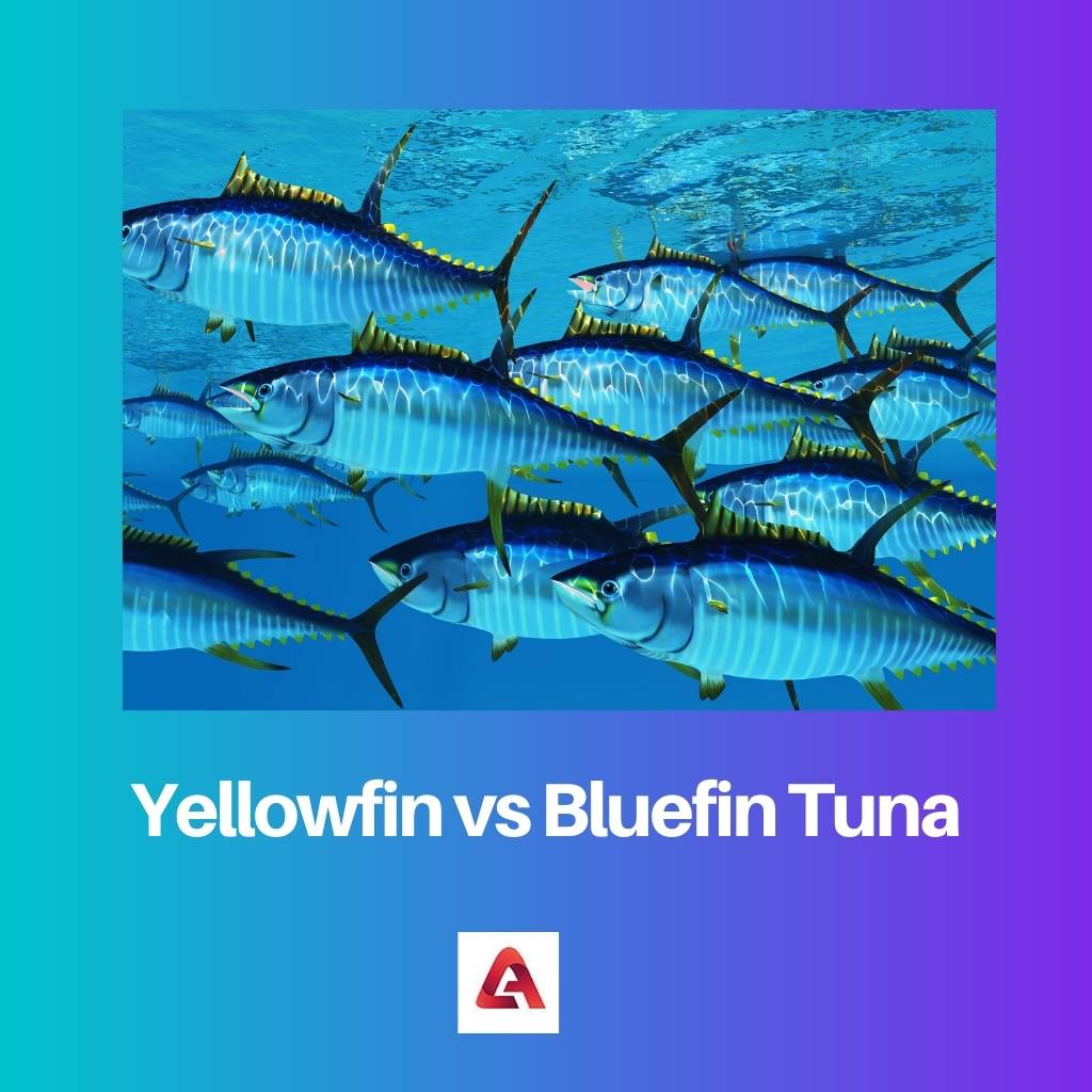 Tuna Sirip Kuning vs Tuna Sirip Biru
