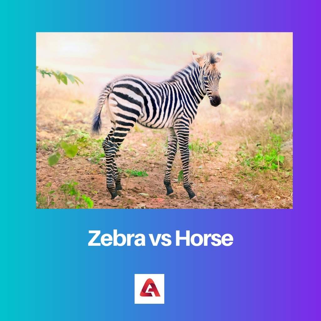 Zebra gegen Pferd