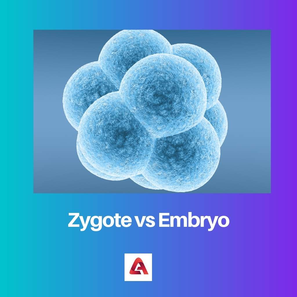Zigote vs Embrione