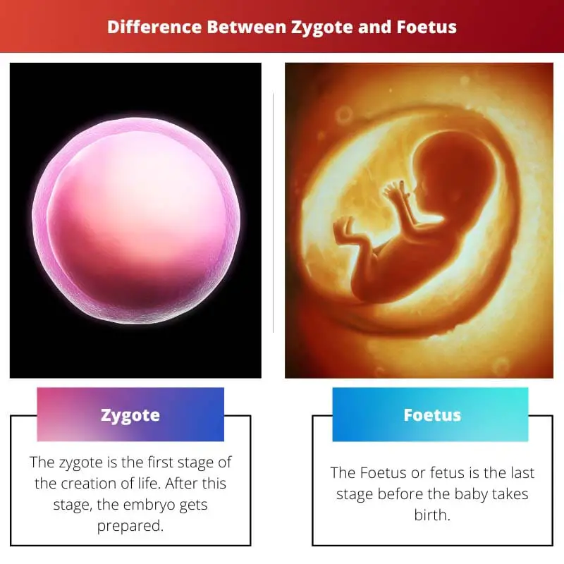 Zygote vs Fetus – erinevus sigoodi ja loote vahel