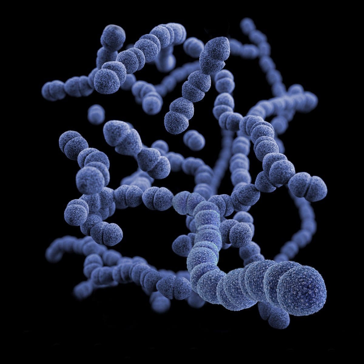 bactéries aérobies