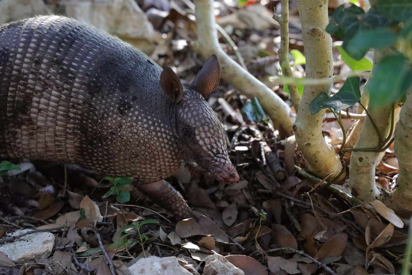 Difference Between Armadillo and Pangolin