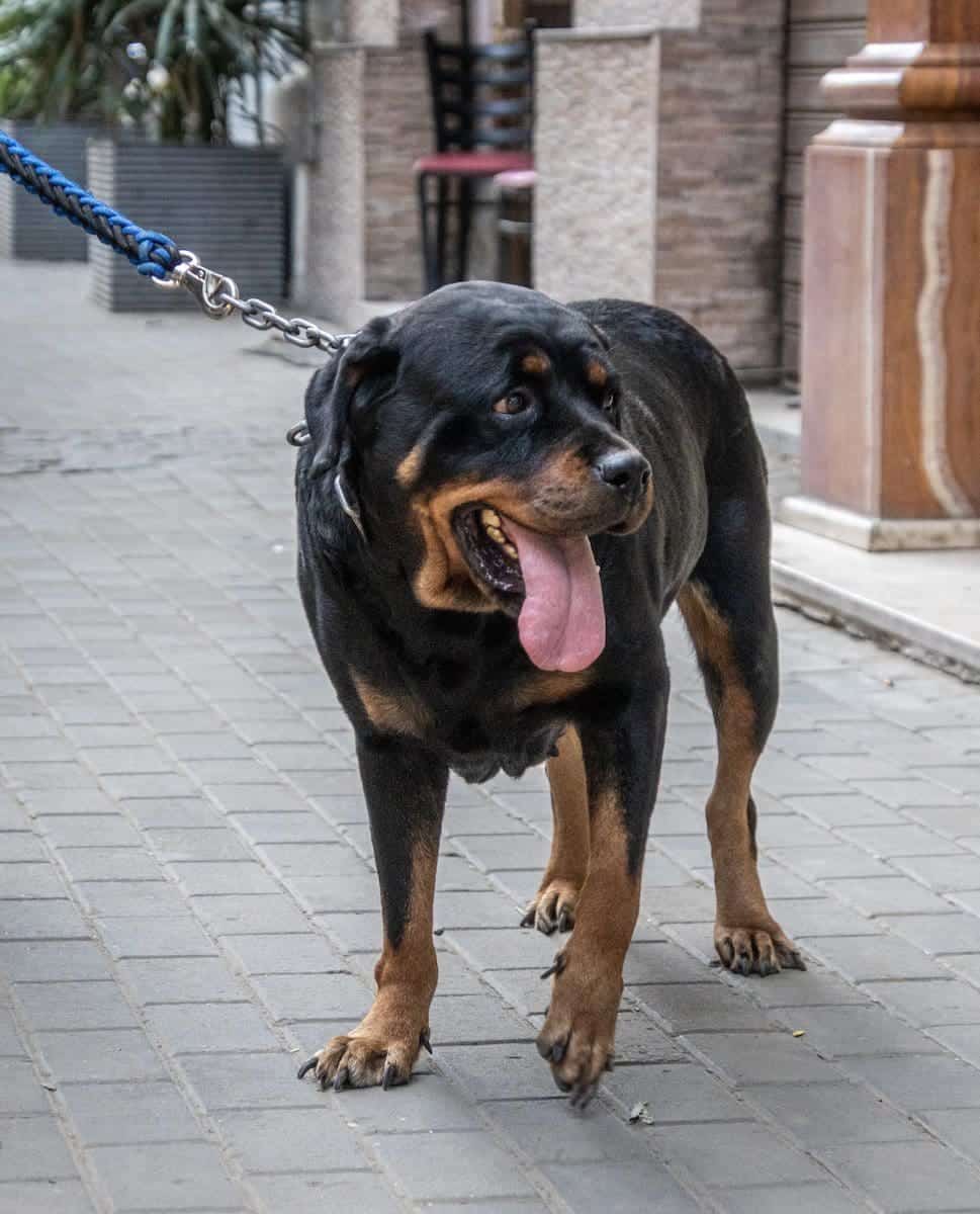 german rottweiler