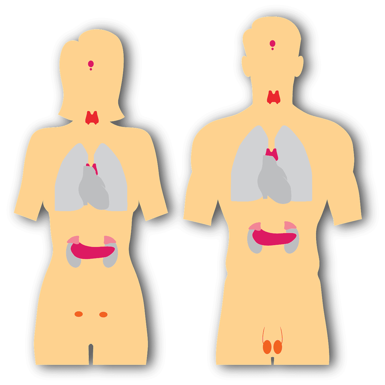 l'hypothyroïdie