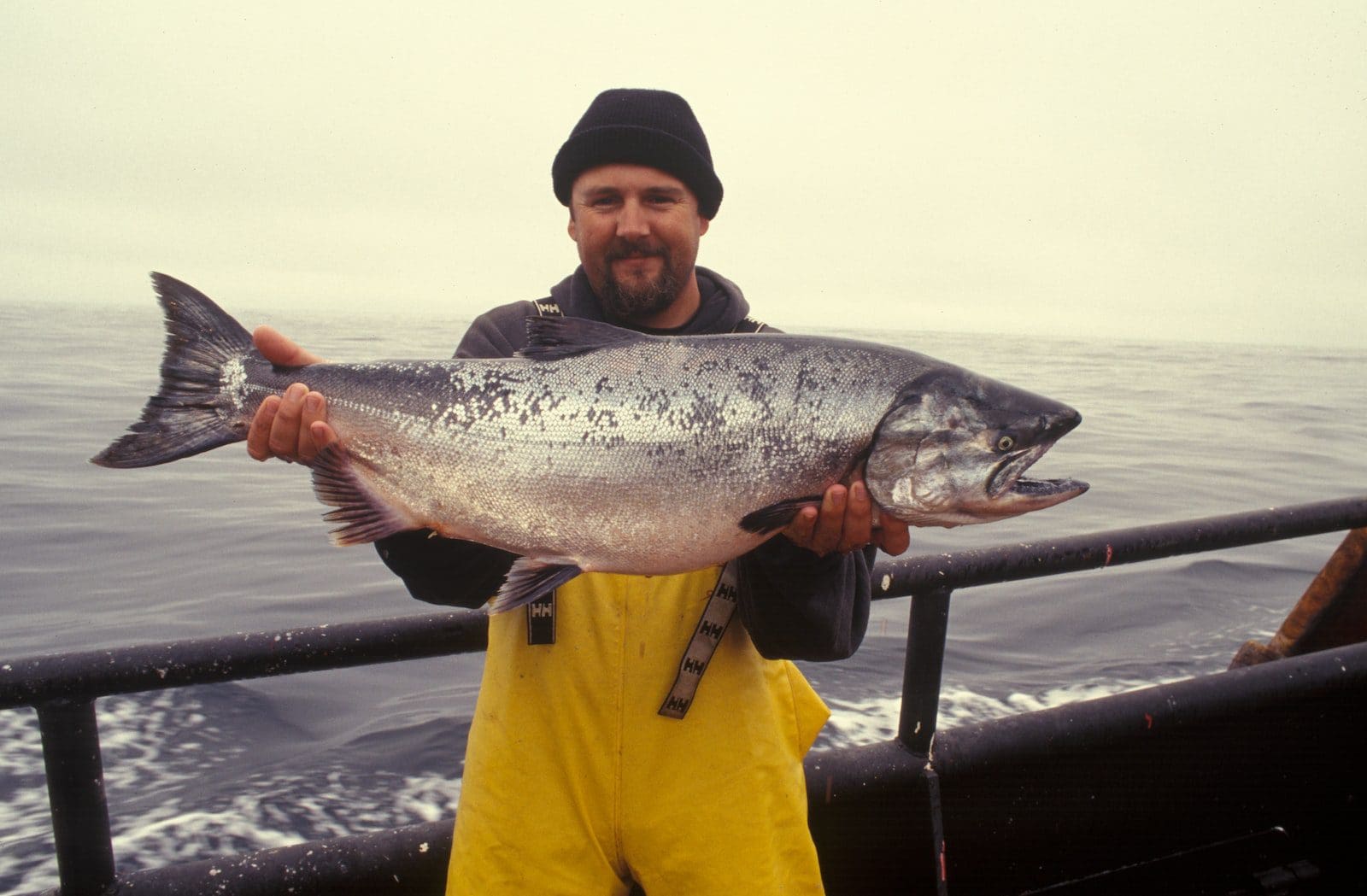 salmon raja 3