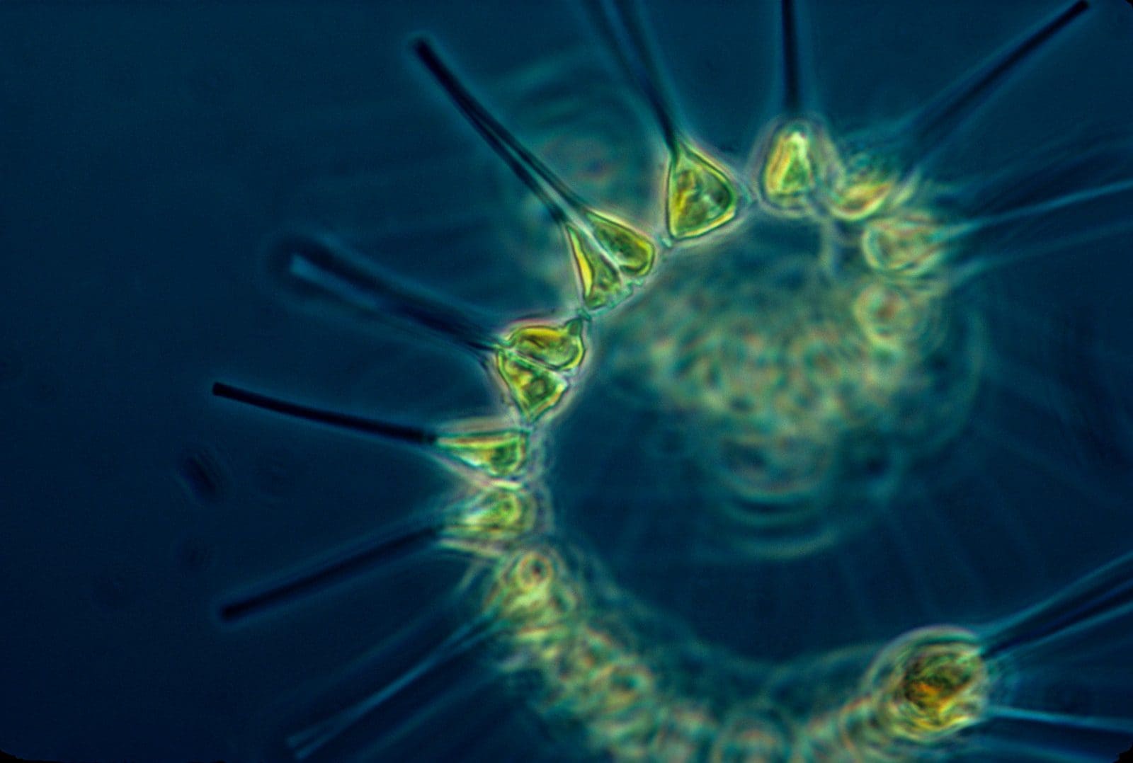 fitoplankton