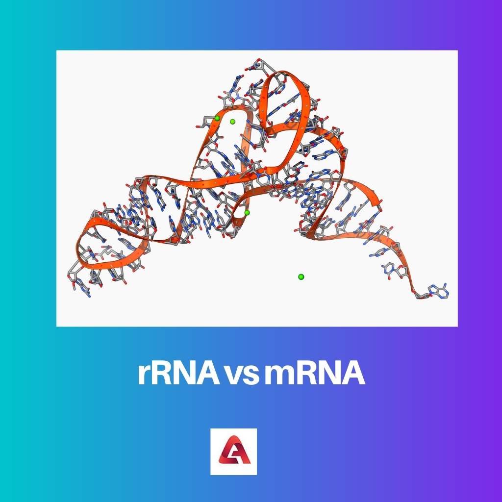 rRNA vs mRNA