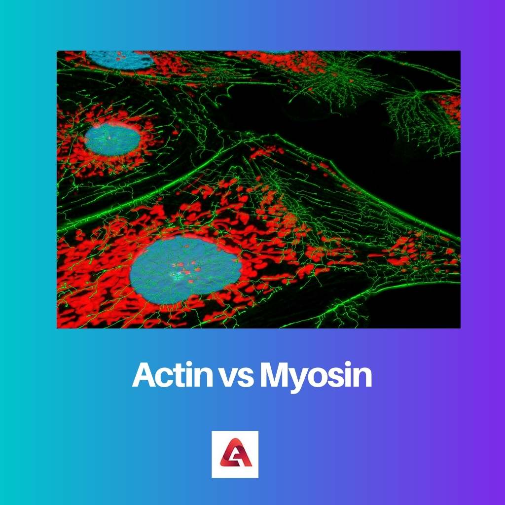 Actin vs Myosin 1