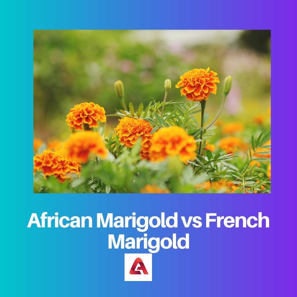Afrikaanse goudsbloem versus Franse goudsbloem
