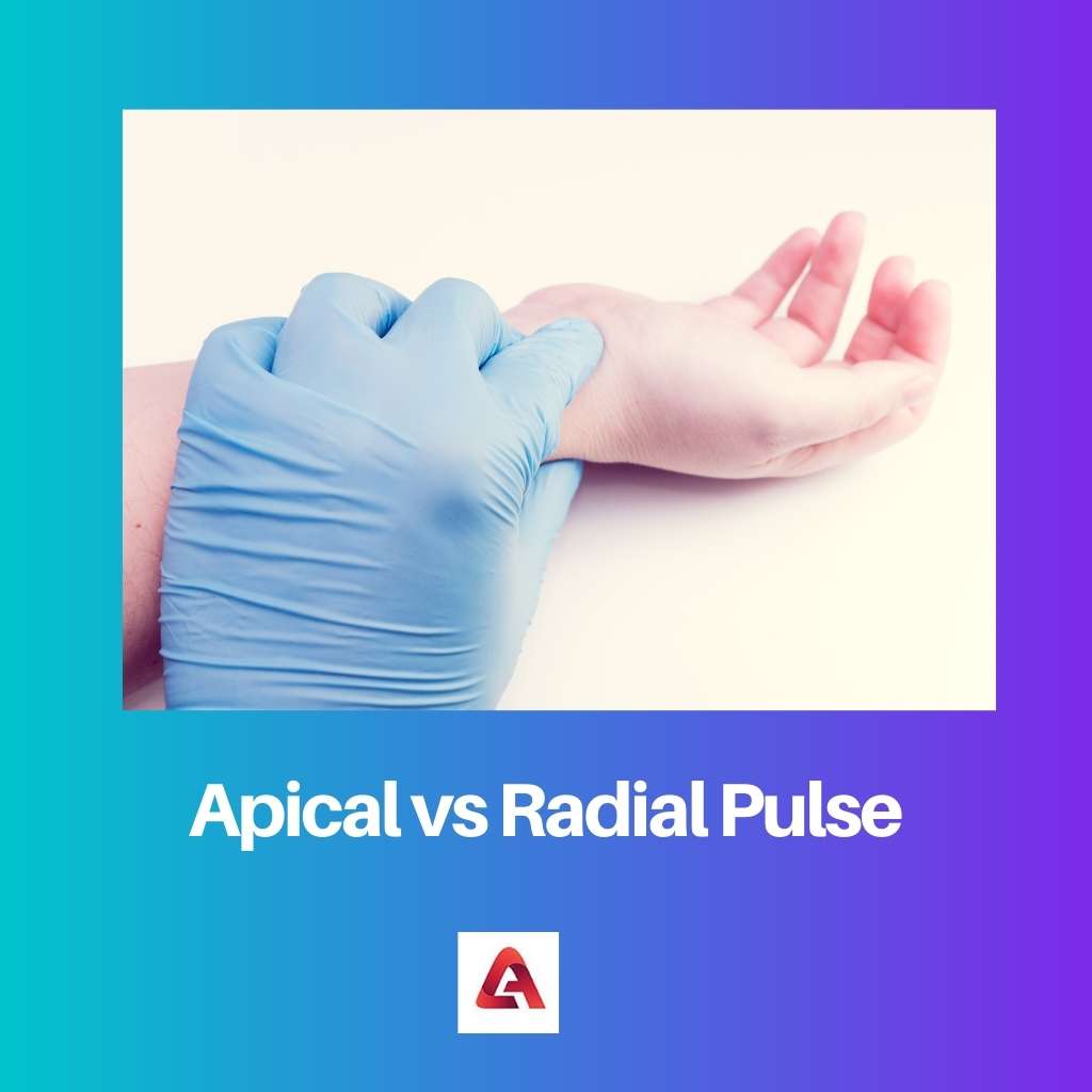 Apikální vs radiální puls